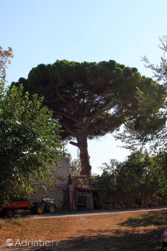 Dajla an der Riviera Novigrad (Istra)