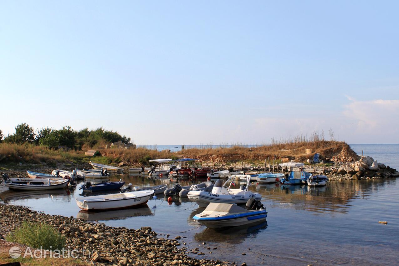 Dajla an der Riviera Novigrad (Istra)