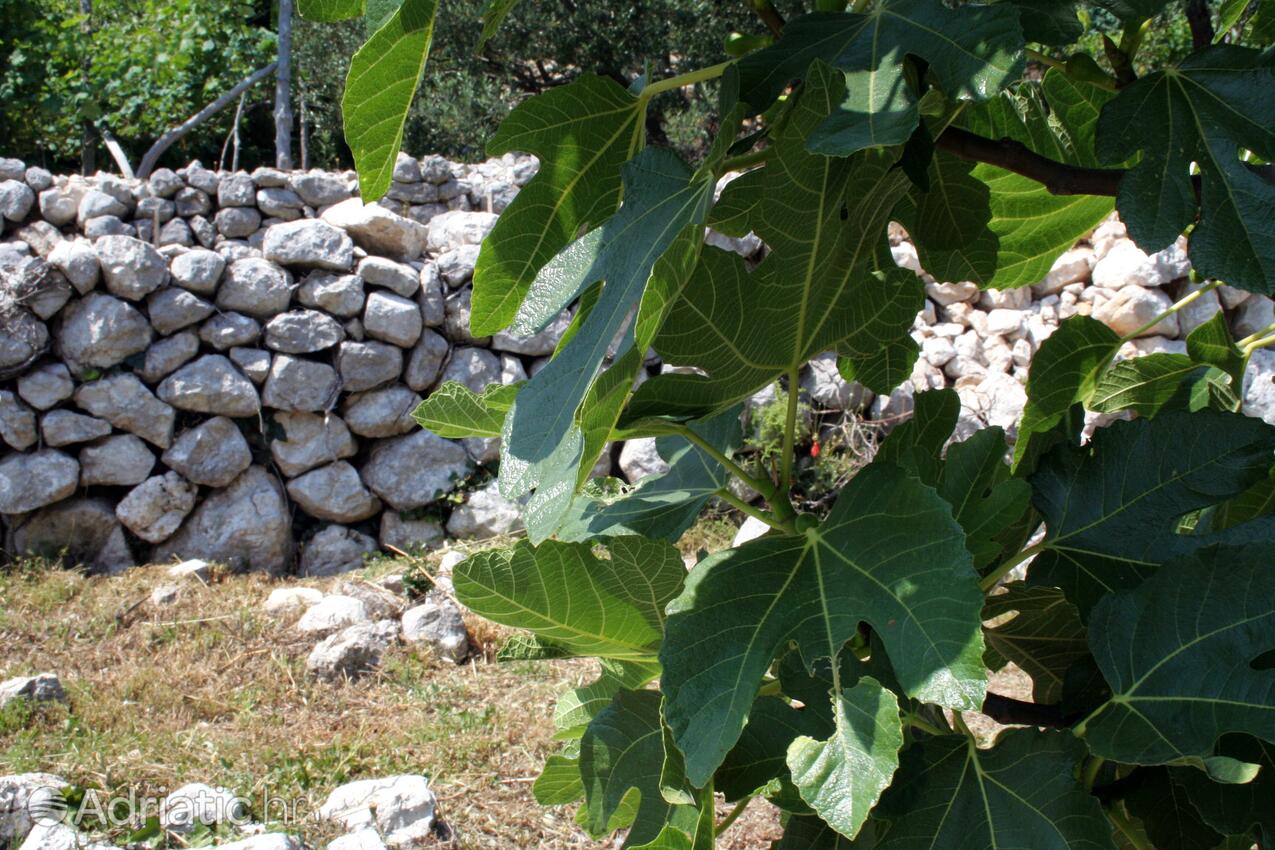 Zaostrog in Makarska riviera (Srednja Dalmacija)
