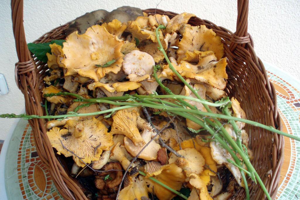 Manjadvorci i Riviera Marčana (Istra)