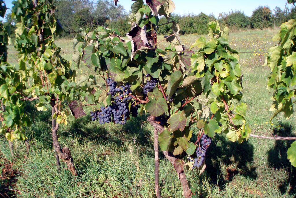 Manjadvorci i Riviera Marčana (Istra)