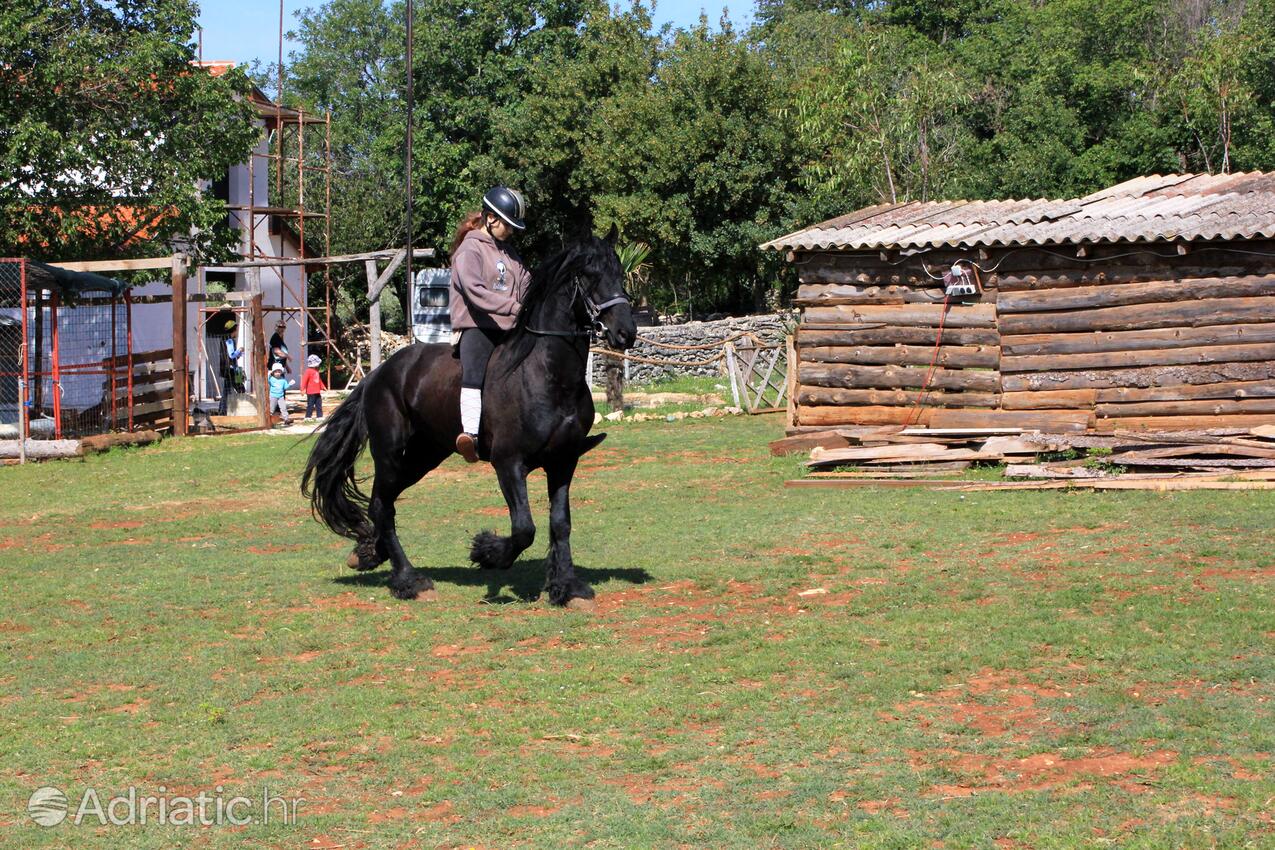 Manjadvorci i Riviera Marčana (Istra)