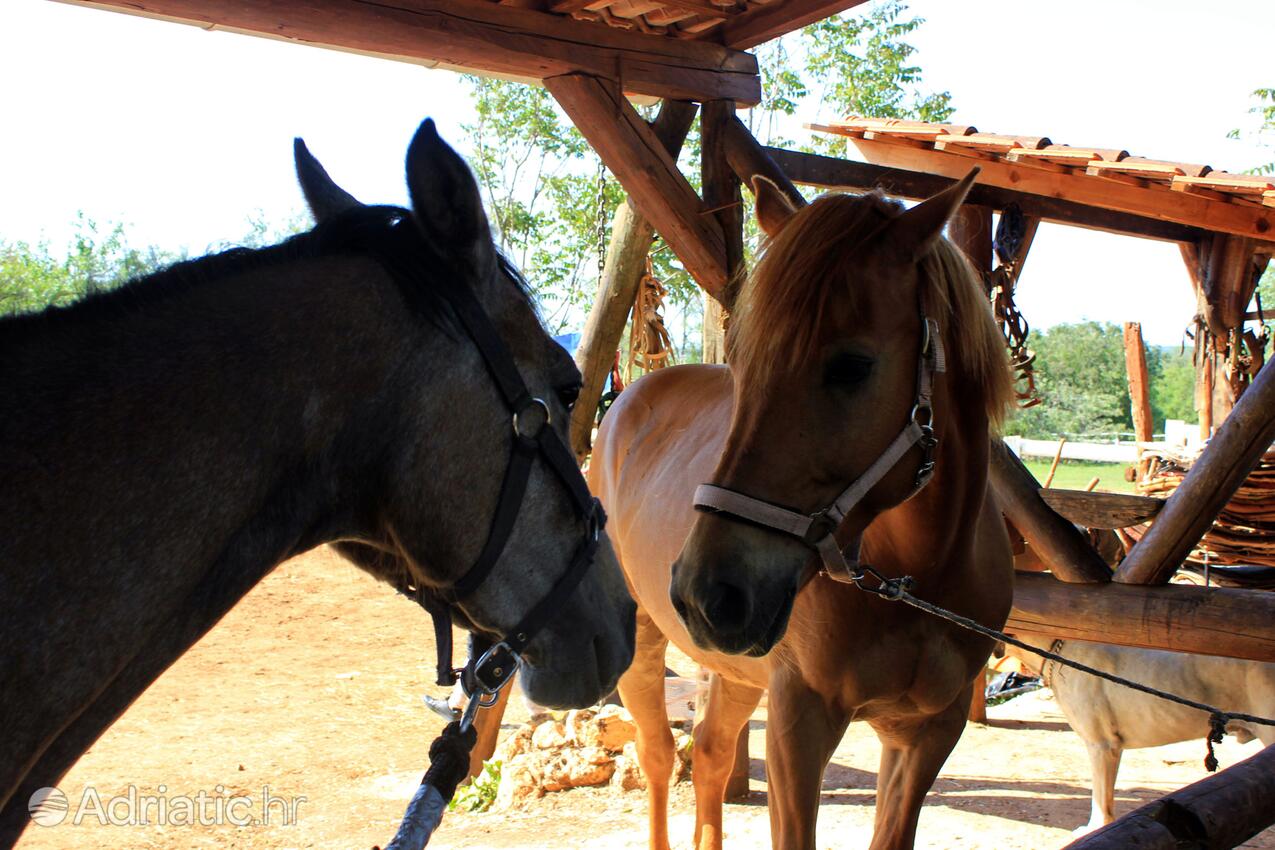 Manjadvorci i Riviera Marčana (Istra)