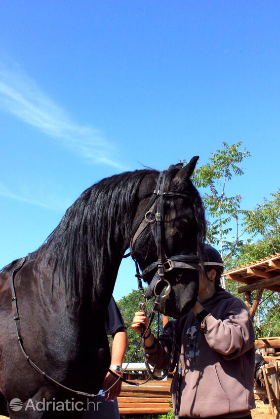 Manjadvorci i Riviera Marčana (Istra)