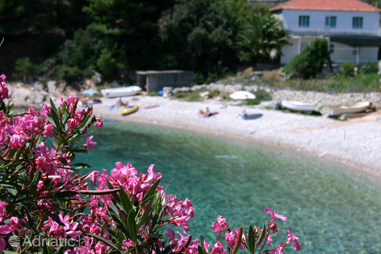 Skozanje auf der Insel  Hvar (Srednja Dalmacija)