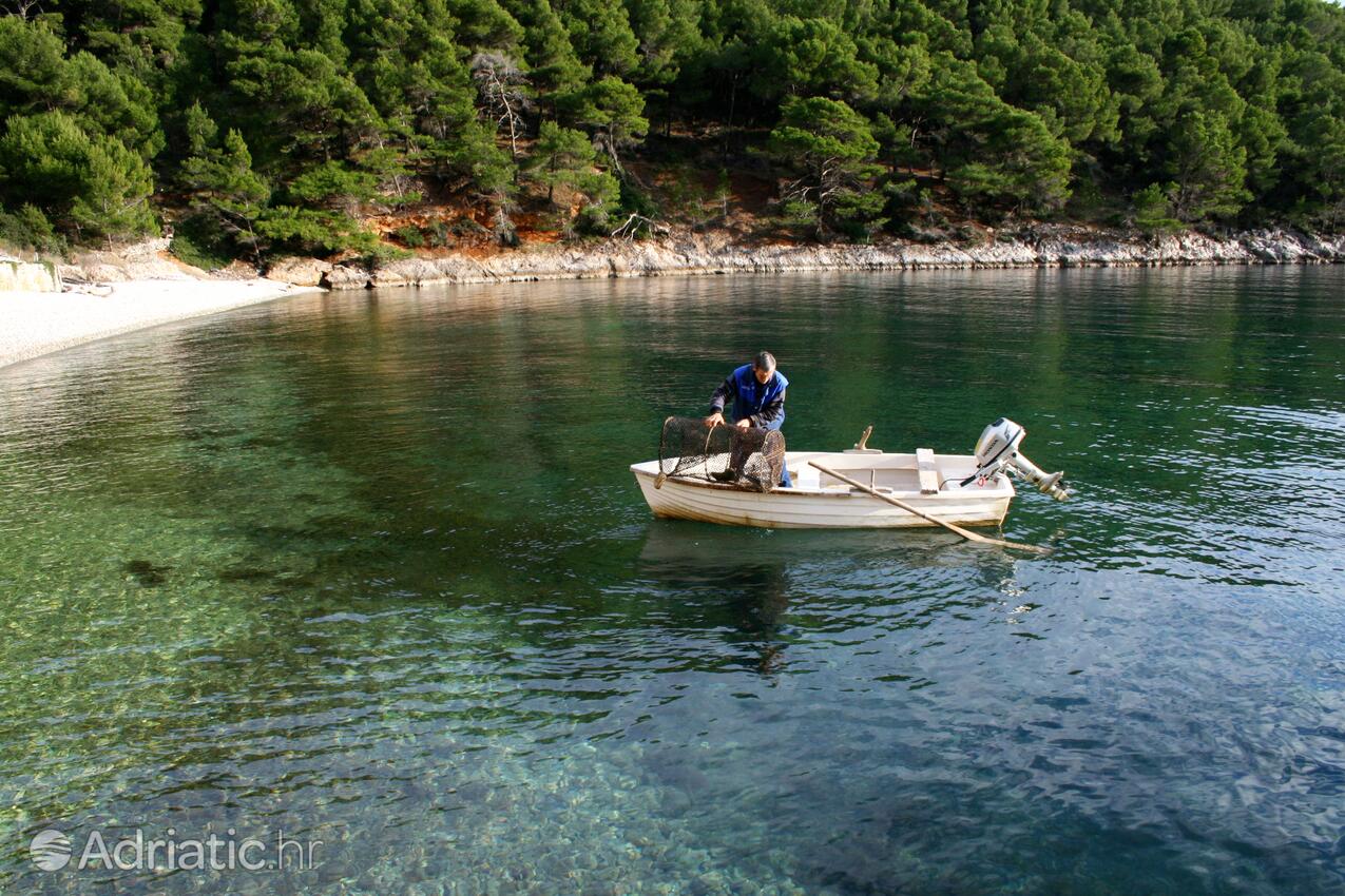 Smokvina на острове Hvar (Srednja Dalmacija)