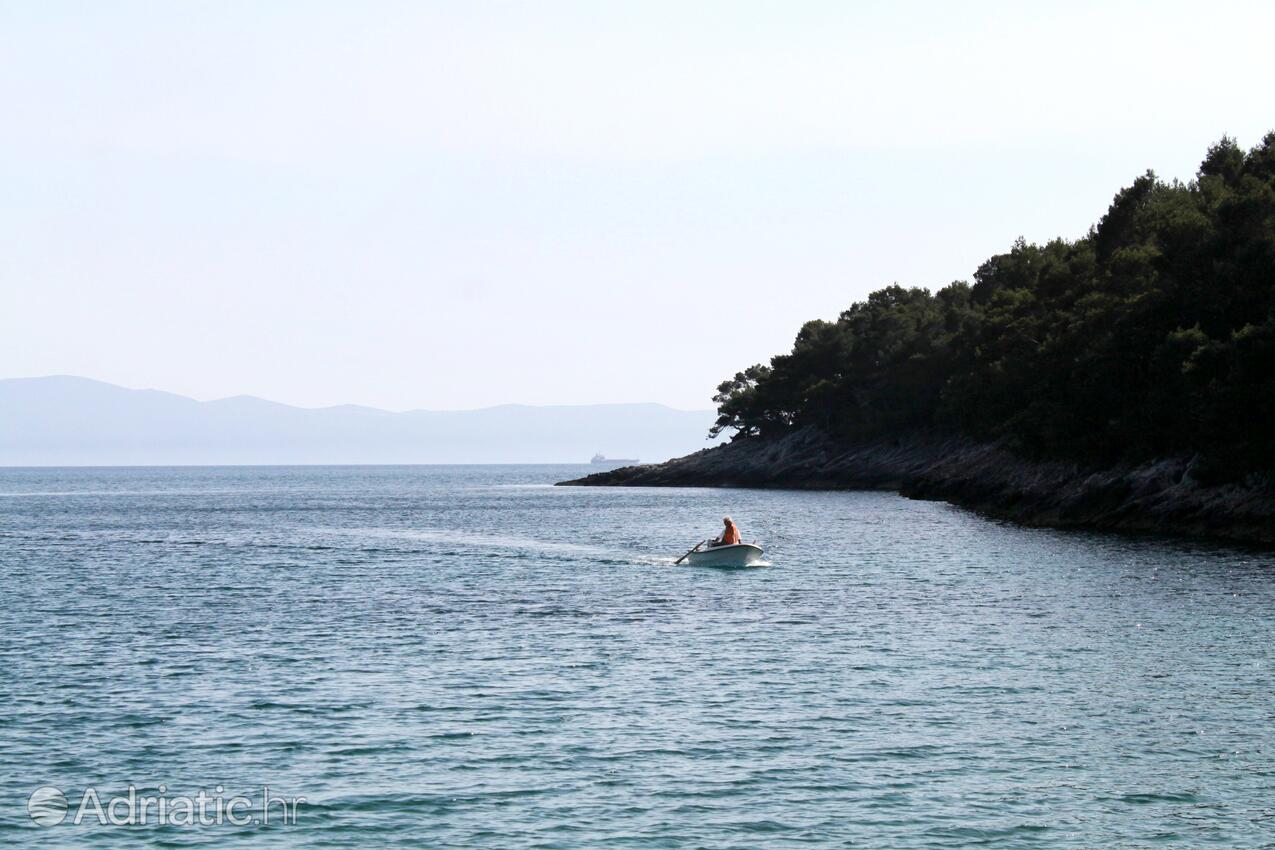 Smokvina на острове Hvar (Srednja Dalmacija)