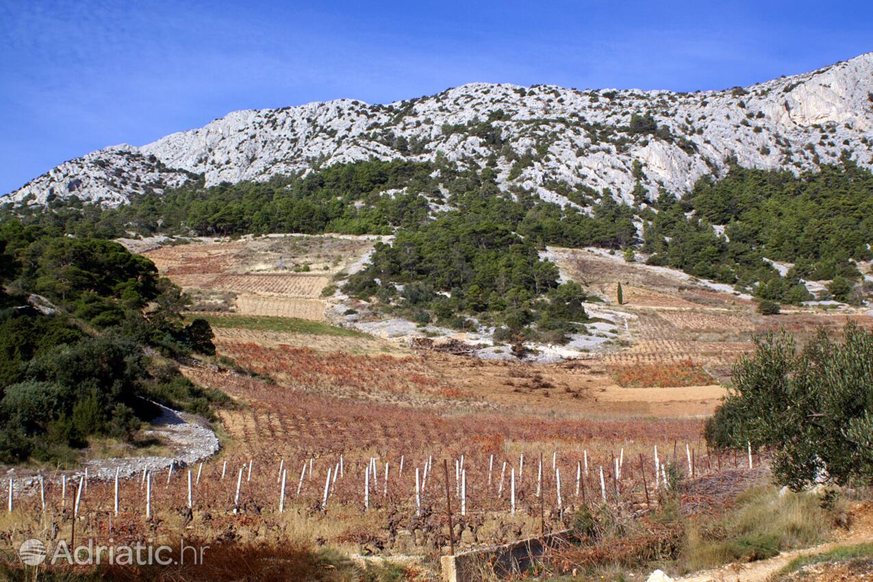 Jagodna on the island Hvar (Srednja Dalmacija)