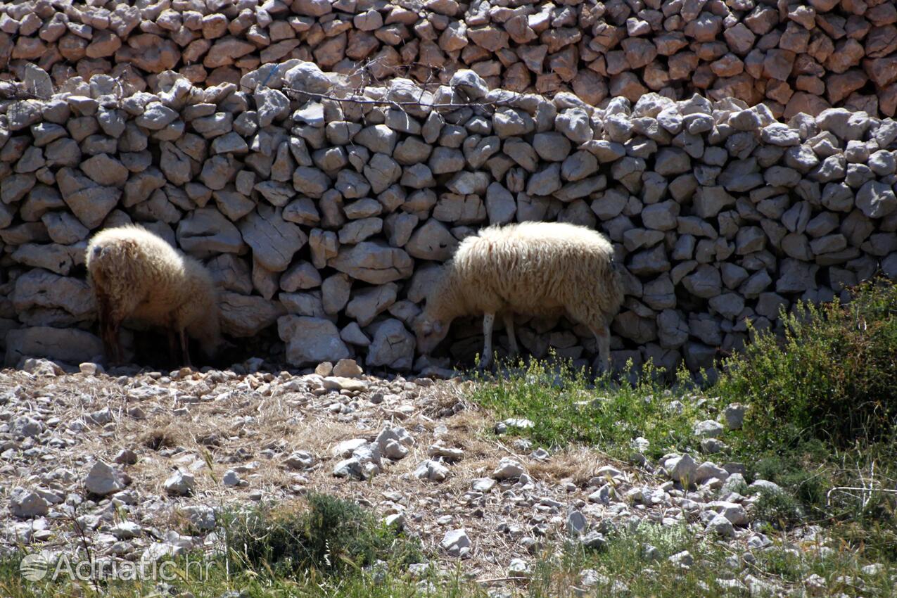 Kustići sur l’île Pag (Kvarner)