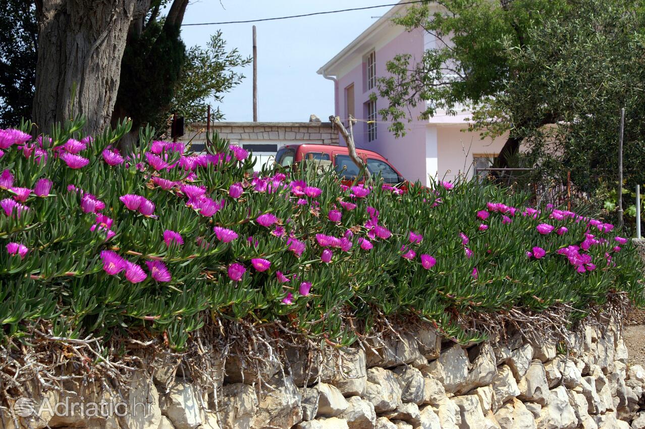 Lun sur l’île Pag (Kvarner)