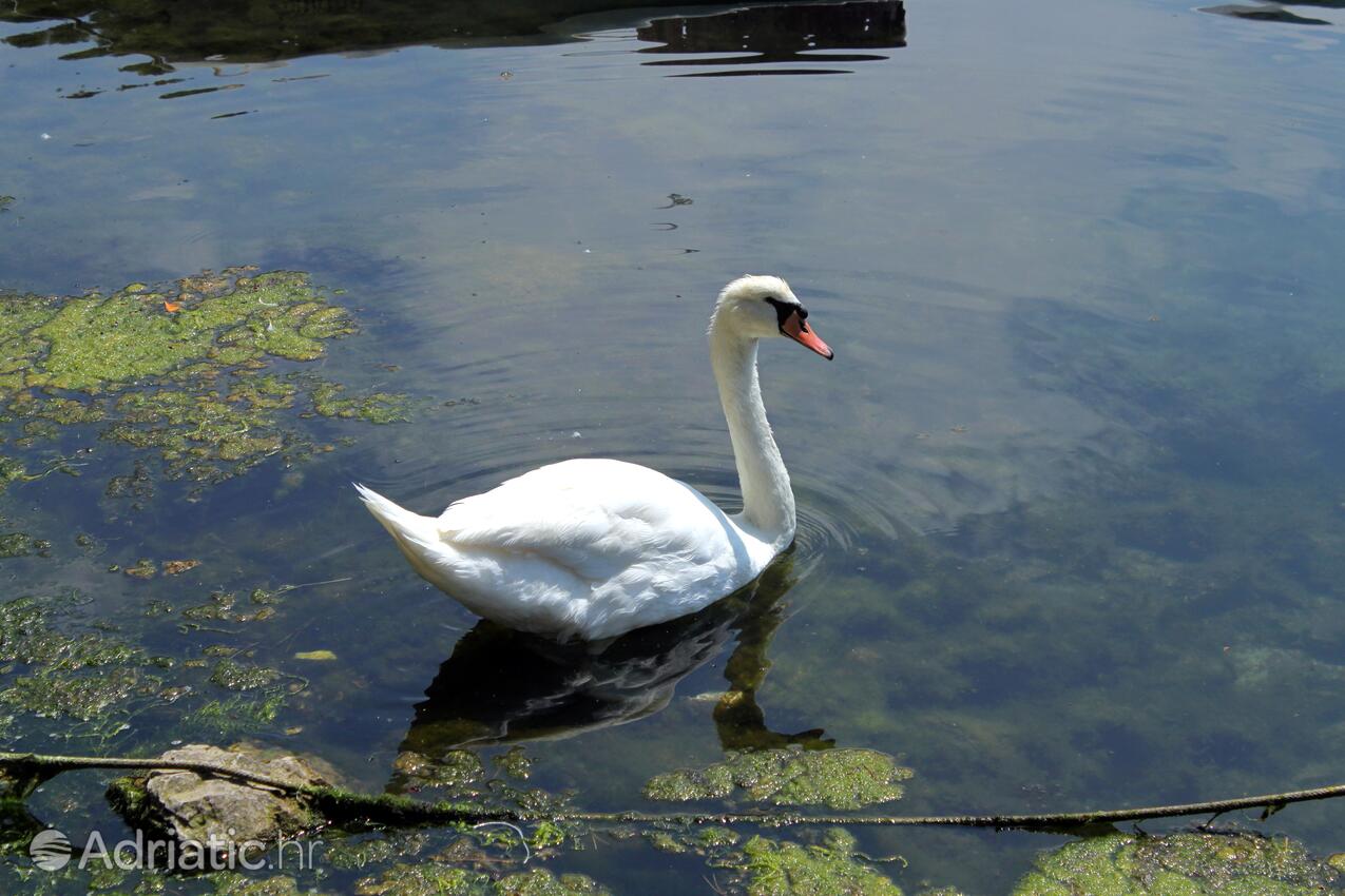 Zaton in Riviera Krka (Sjeverna Dalmacija)