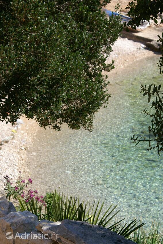 Rasohatica auf der Insel  Korčula (Južna Dalmacija)