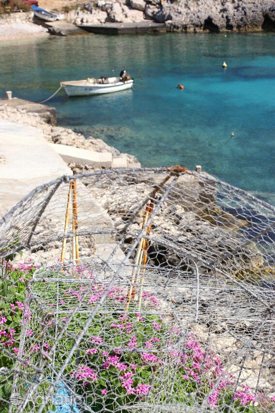 Rasohatica auf der Insel  Korčula (Južna Dalmacija)