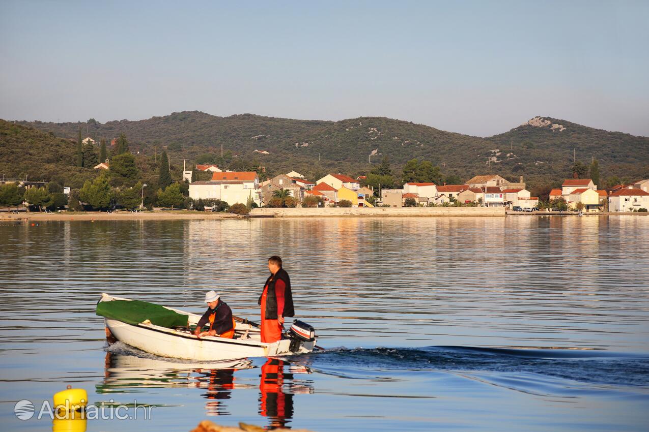 Drače in Pelješac riviera (Južna Dalmacija)