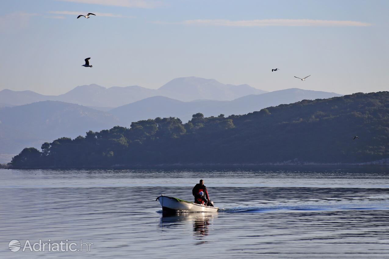 Drače in Pelješac riviera (Južna Dalmacija)