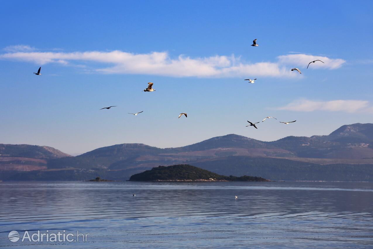 Drače in Pelješac riviera (Južna Dalmacija)