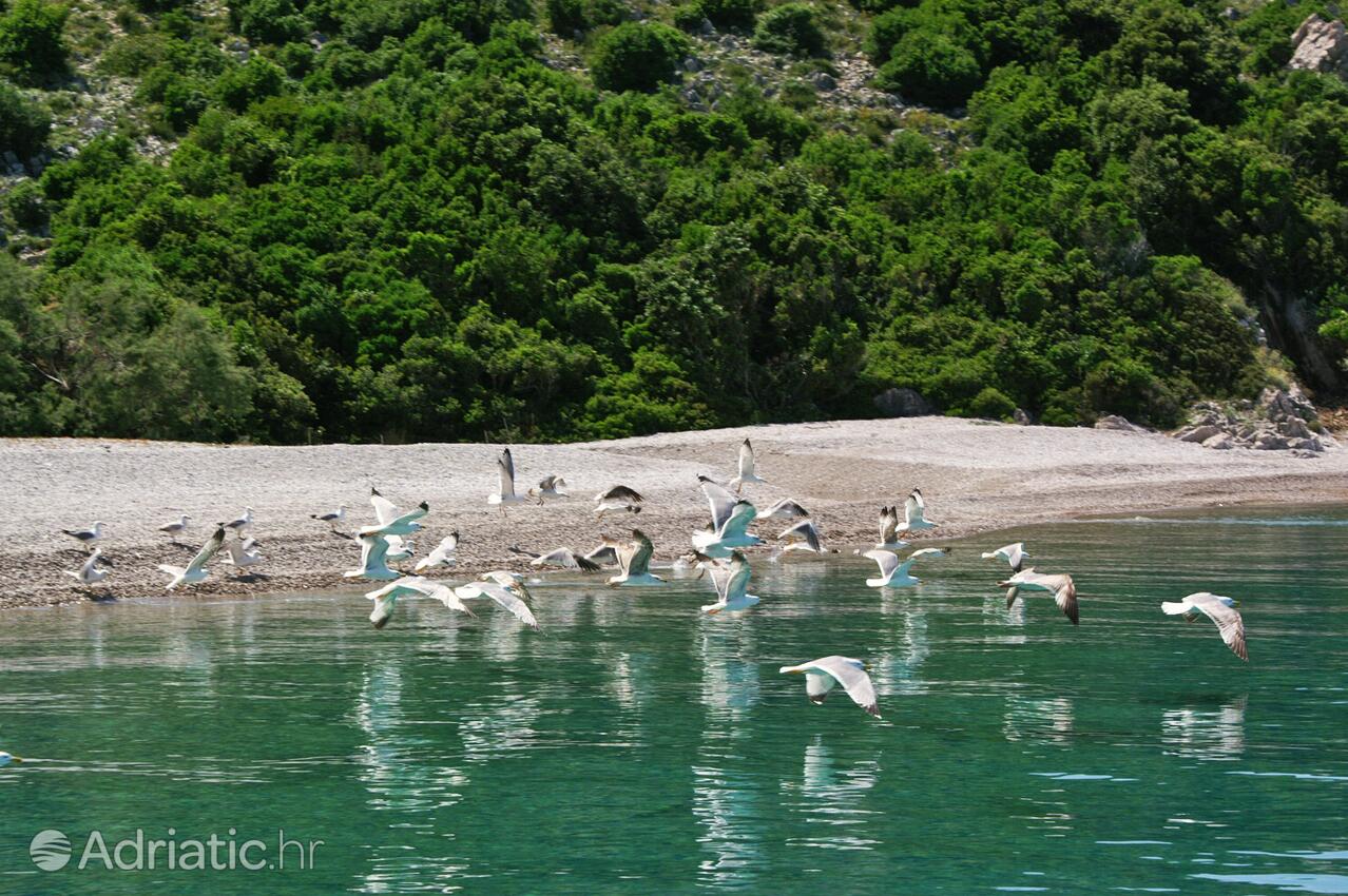 Duba Pelješka pe riviera Pelješac (Južna Dalmacija)