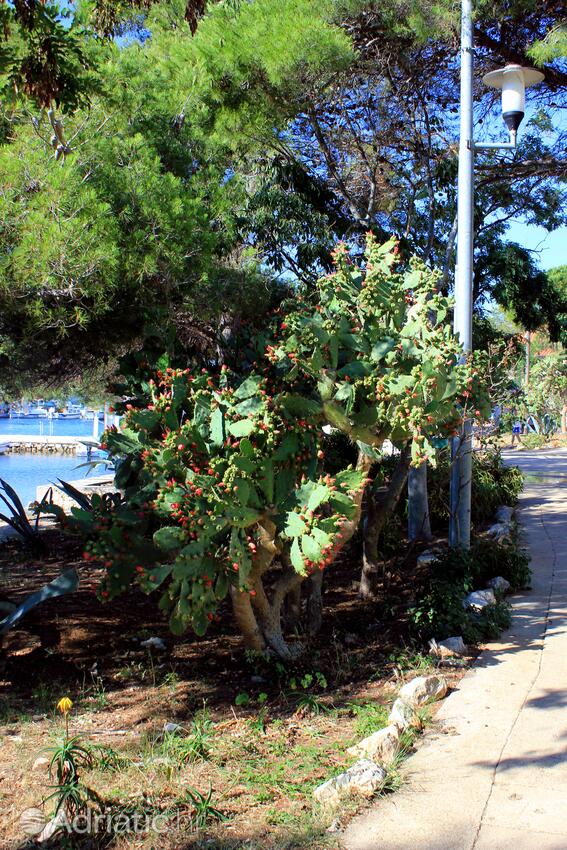 Ilovik sull'isola Lošinj (Kvarner)