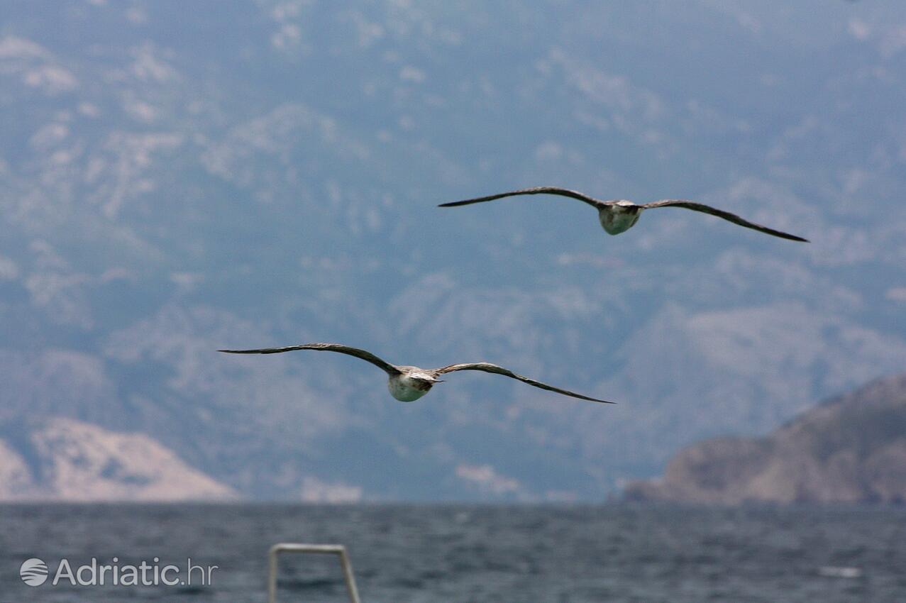 Baška Krk szigeten (Kvarner)