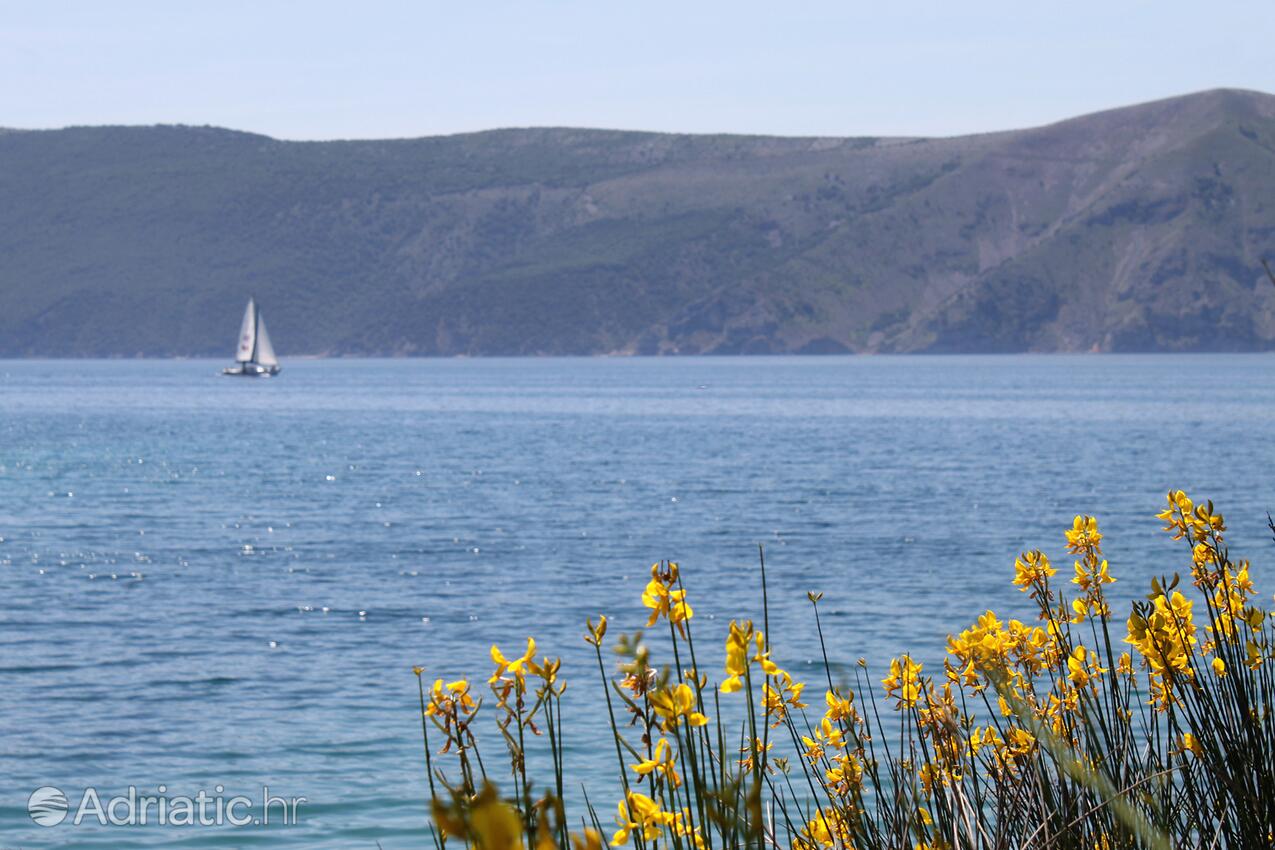 Brzac na otoku Krk (Kvarner)