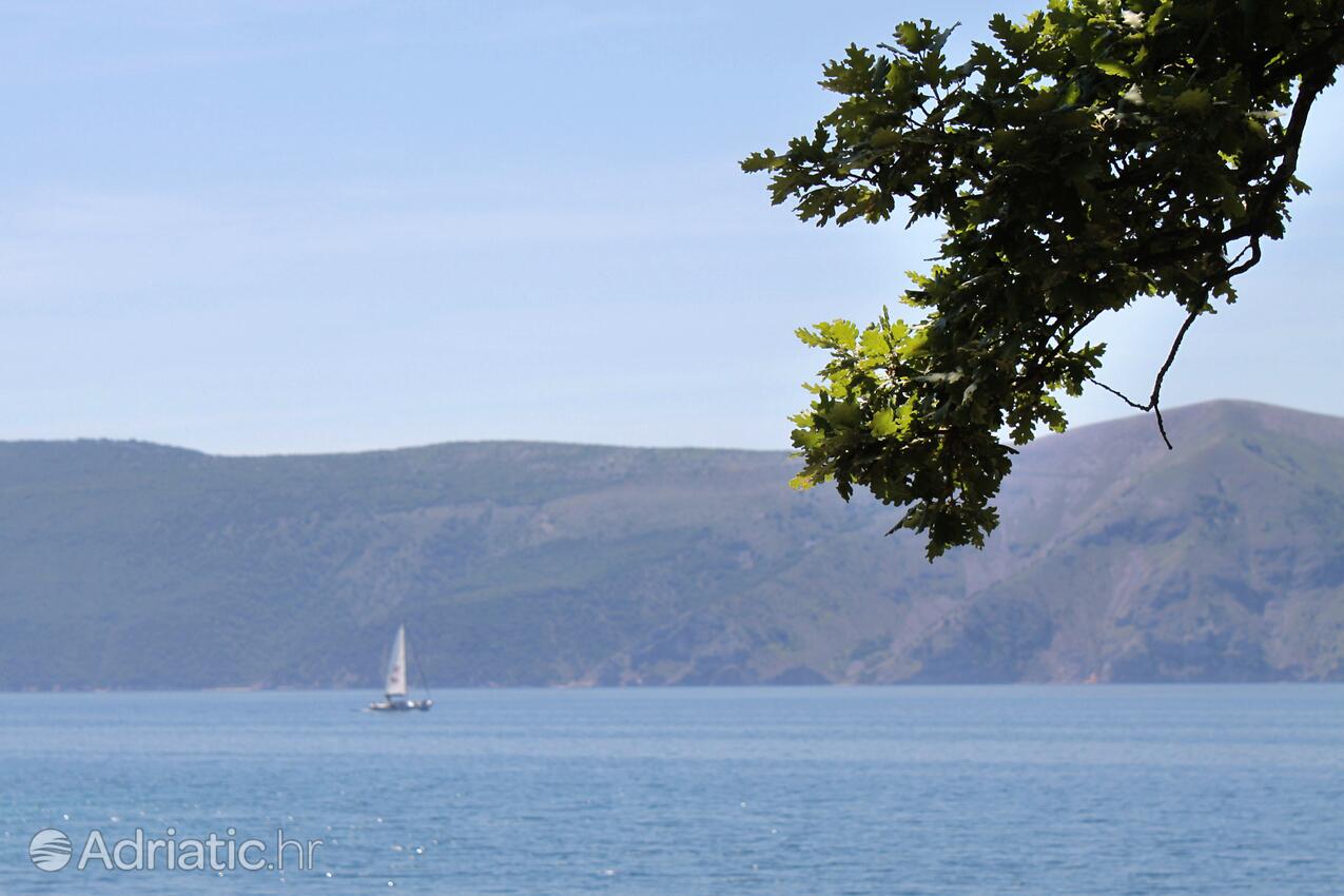 Brzac na otoku Krk (Kvarner)