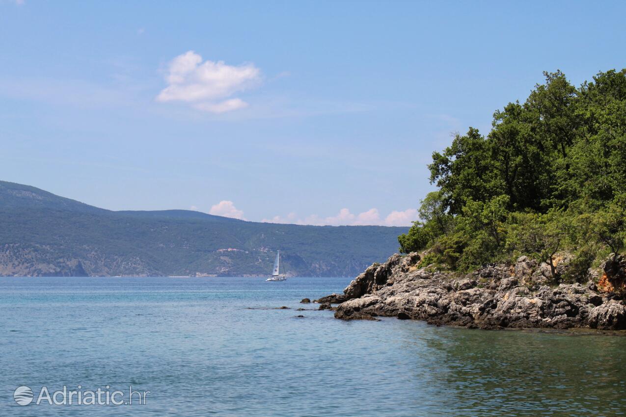 Brzac na otoku Krk (Kvarner)