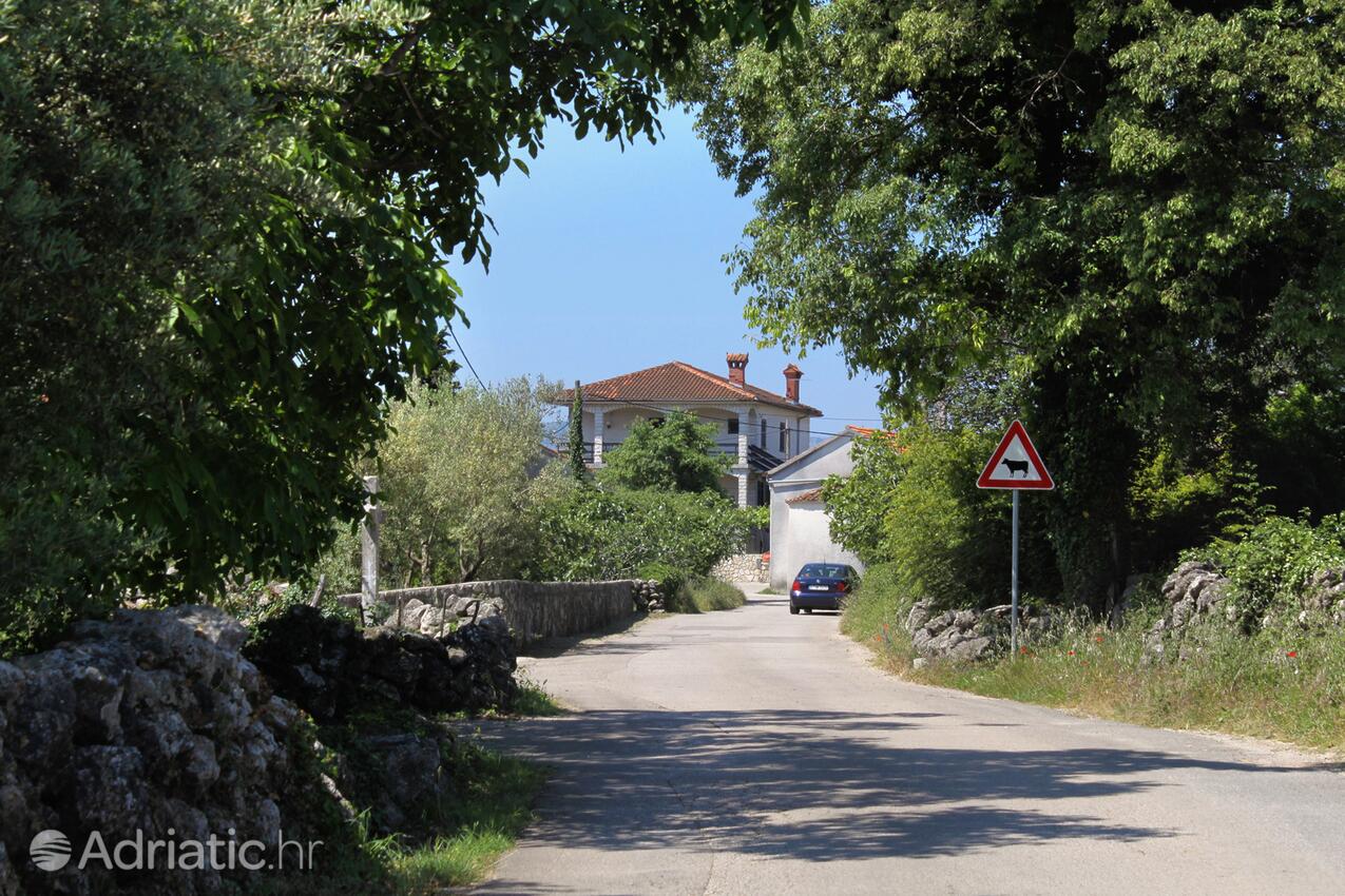 Brzac na otoku Krk (Kvarner)