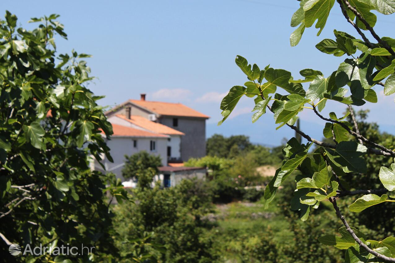 Brzac na otoku Krk (Kvarner)