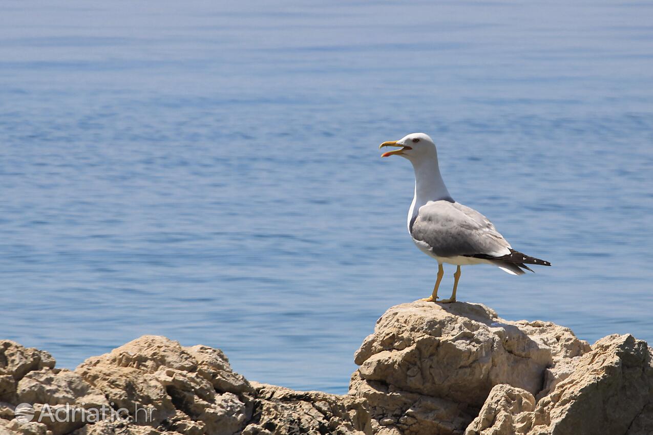 Stara Baška na otoku Krk (Kvarner)