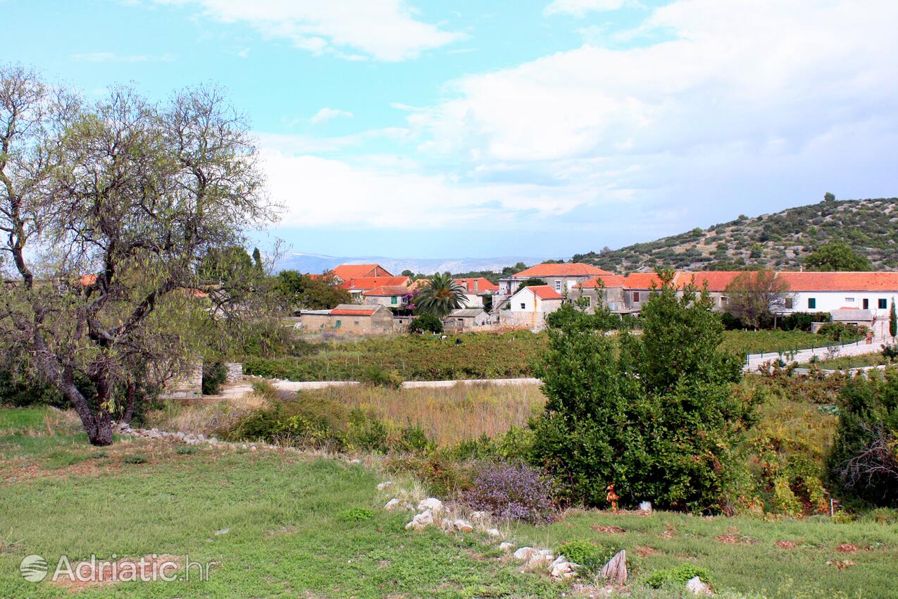 Zastražišće na wyspie Hvar (Srednja Dalmacija)