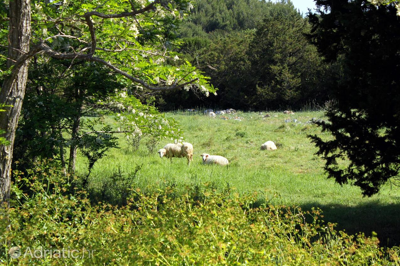 Molat sur l’île Molat (Sjeverna Dalmacija)
