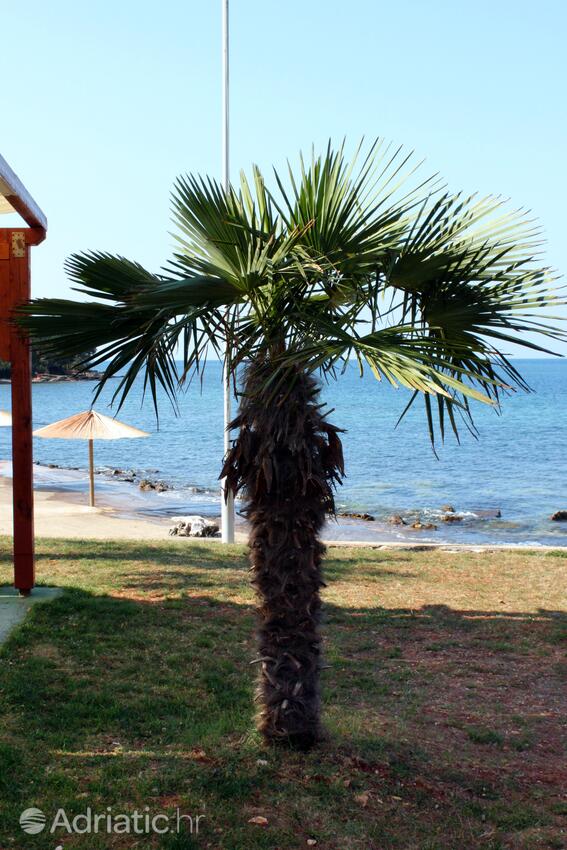 Spiagge nelle vicinanze - Appartamenti con parcheggio Mareda, Novigrad