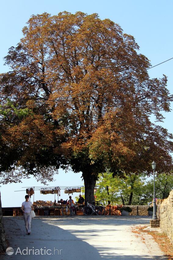 Grožnjan - Bijele Zemlje in riviera Središnja Istra (Istra)