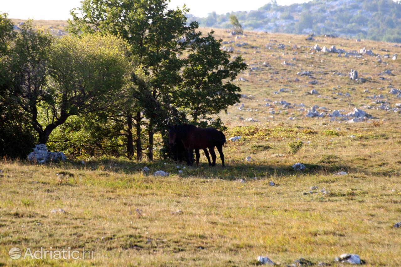 Breze in riviera Novi Vinodolski (Kvarner)