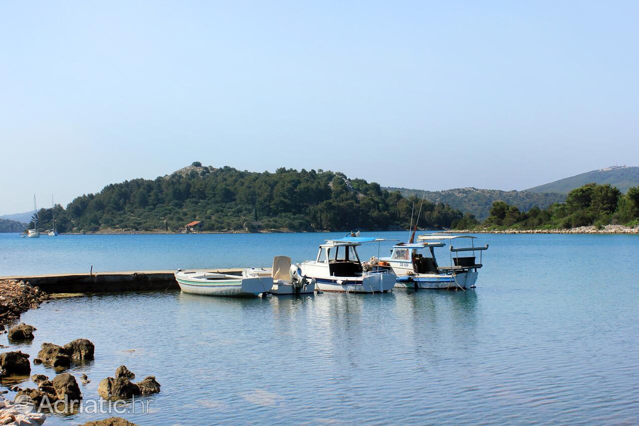 Magrovica - Telašćica na otoku Dugi otok (Sjeverna Dalmacija)