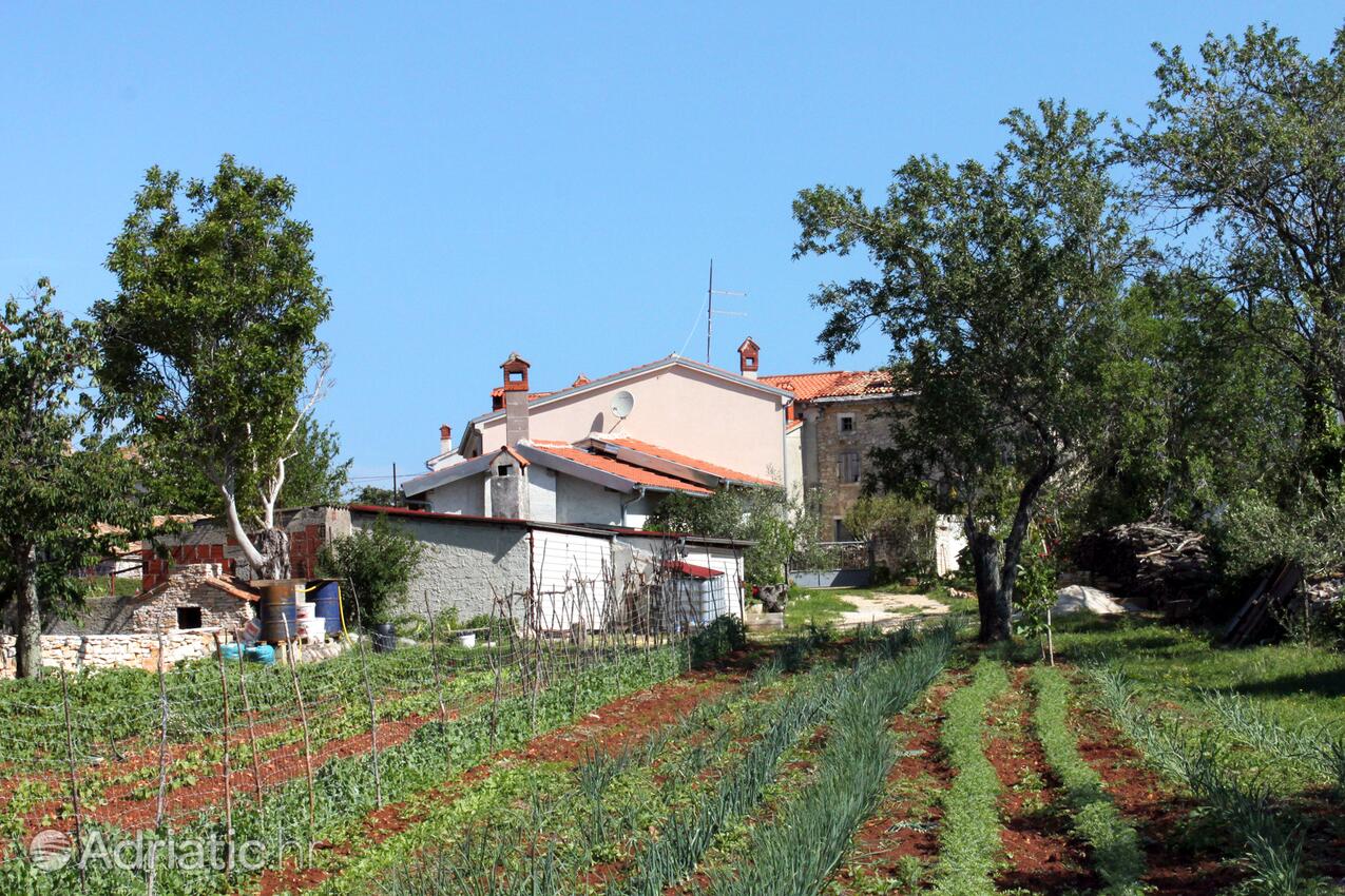 Cukrići u rivijeri Središnja Istra (Istra)
