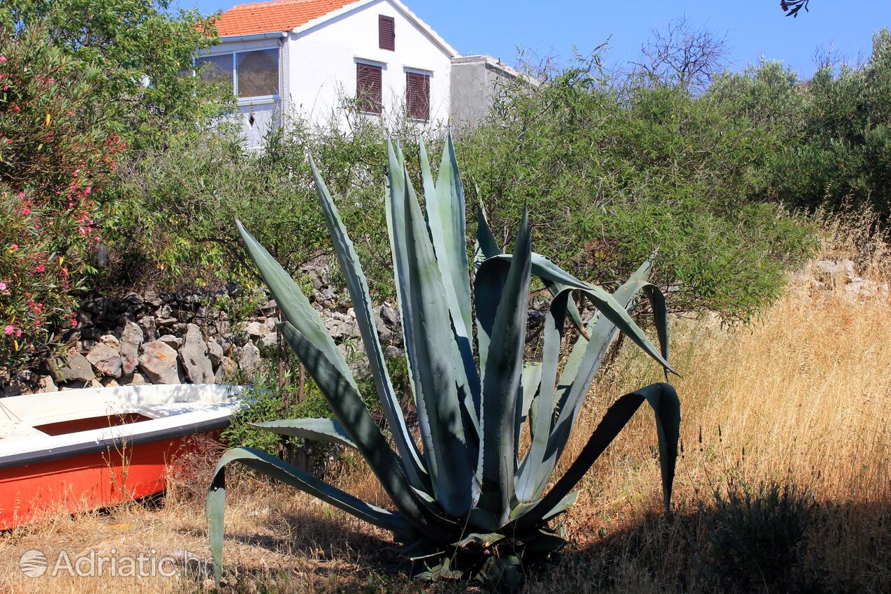 Suha Punta Kornati szigeten (Sjeverna Dalmacija)