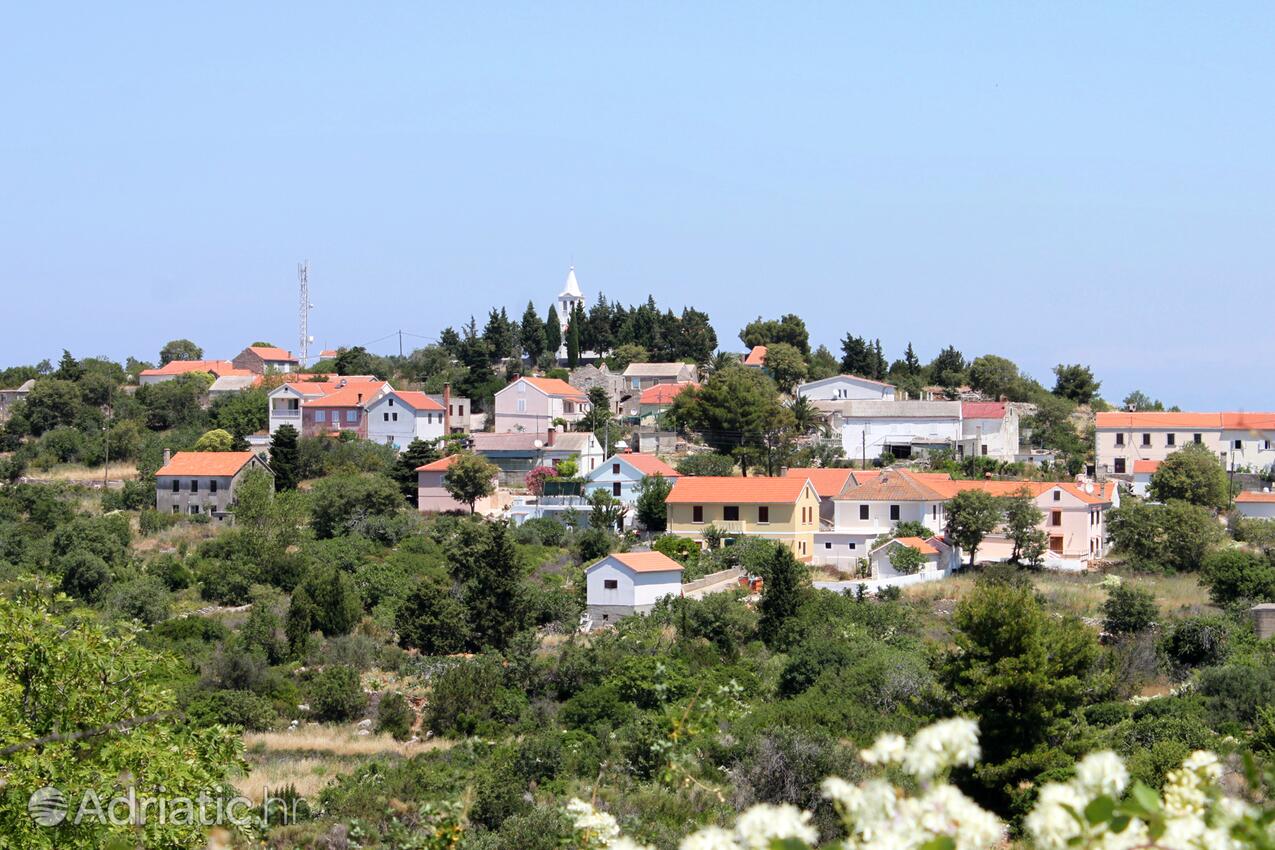 Dragove na wyspie Dugi otok (Sjeverna Dalmacija)