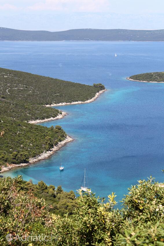 Dragove na wyspie Dugi otok (Sjeverna Dalmacija)