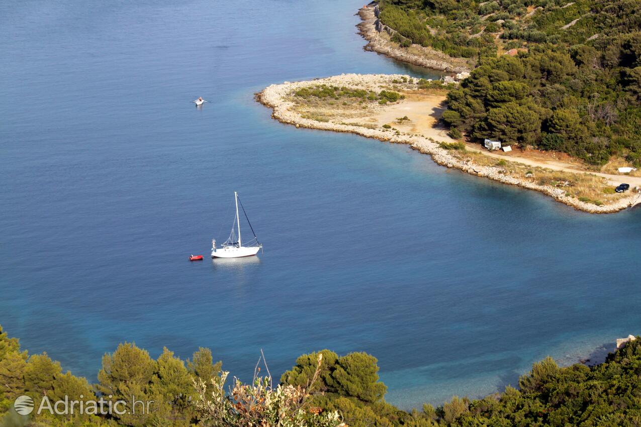 Dragove na wyspie Dugi otok (Sjeverna Dalmacija)