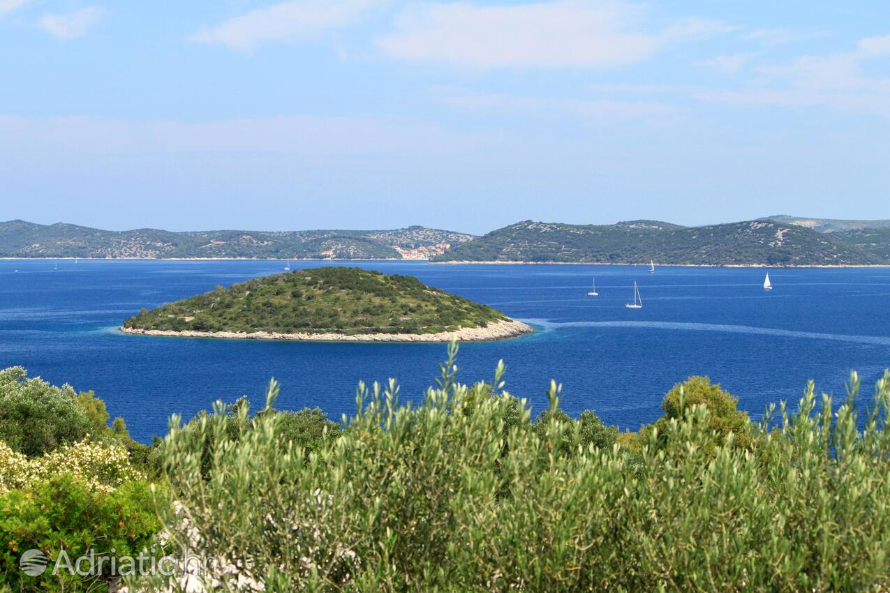 Dragove na wyspie Dugi otok (Sjeverna Dalmacija)