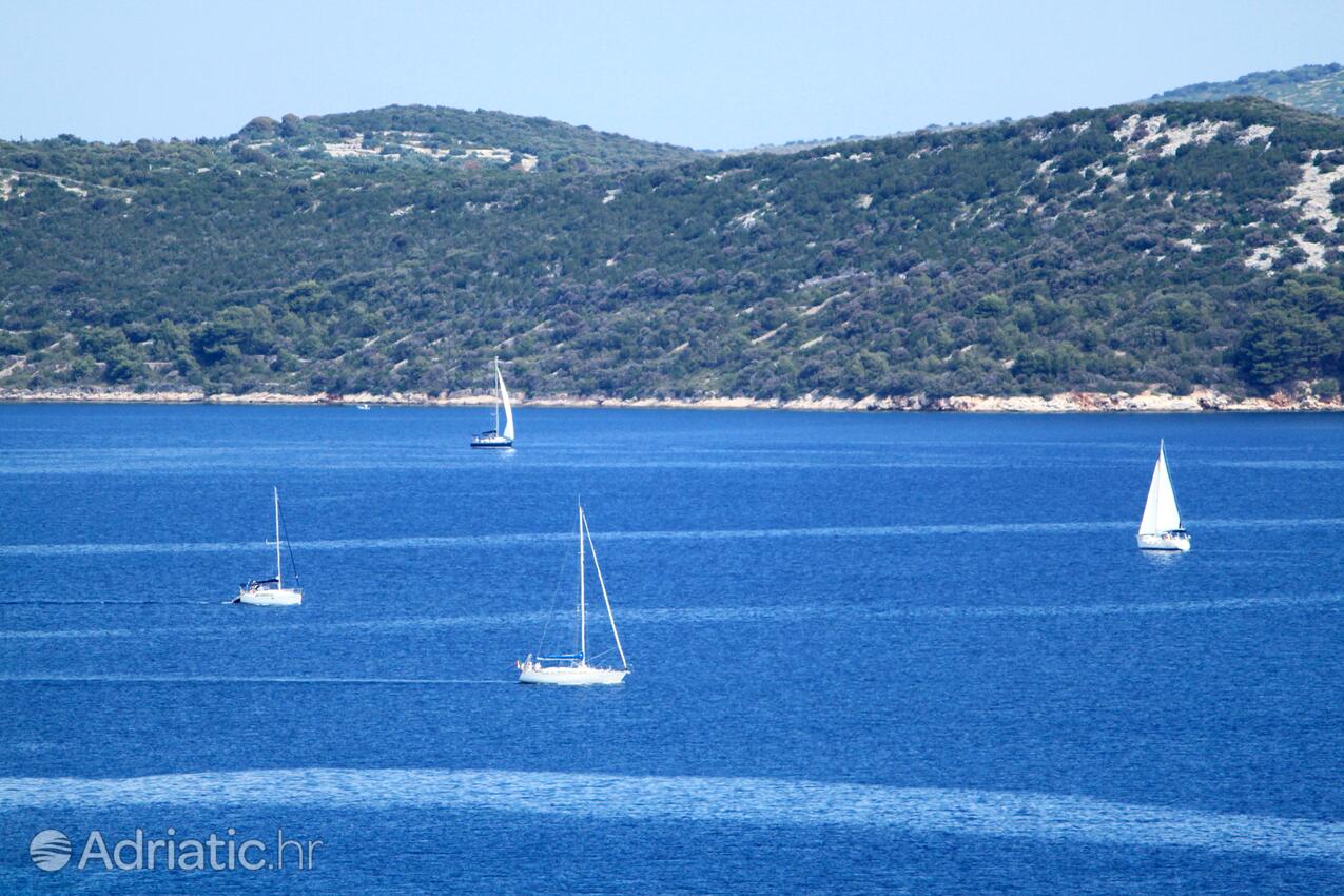 Dragove på otoku Dugi otok (Sjeverna Dalmacija)