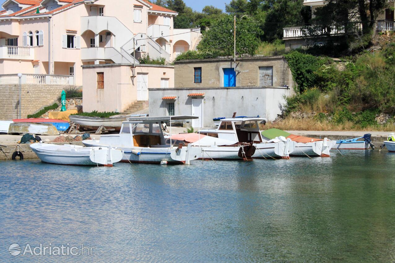 Dragove na wyspie Dugi otok (Sjeverna Dalmacija)