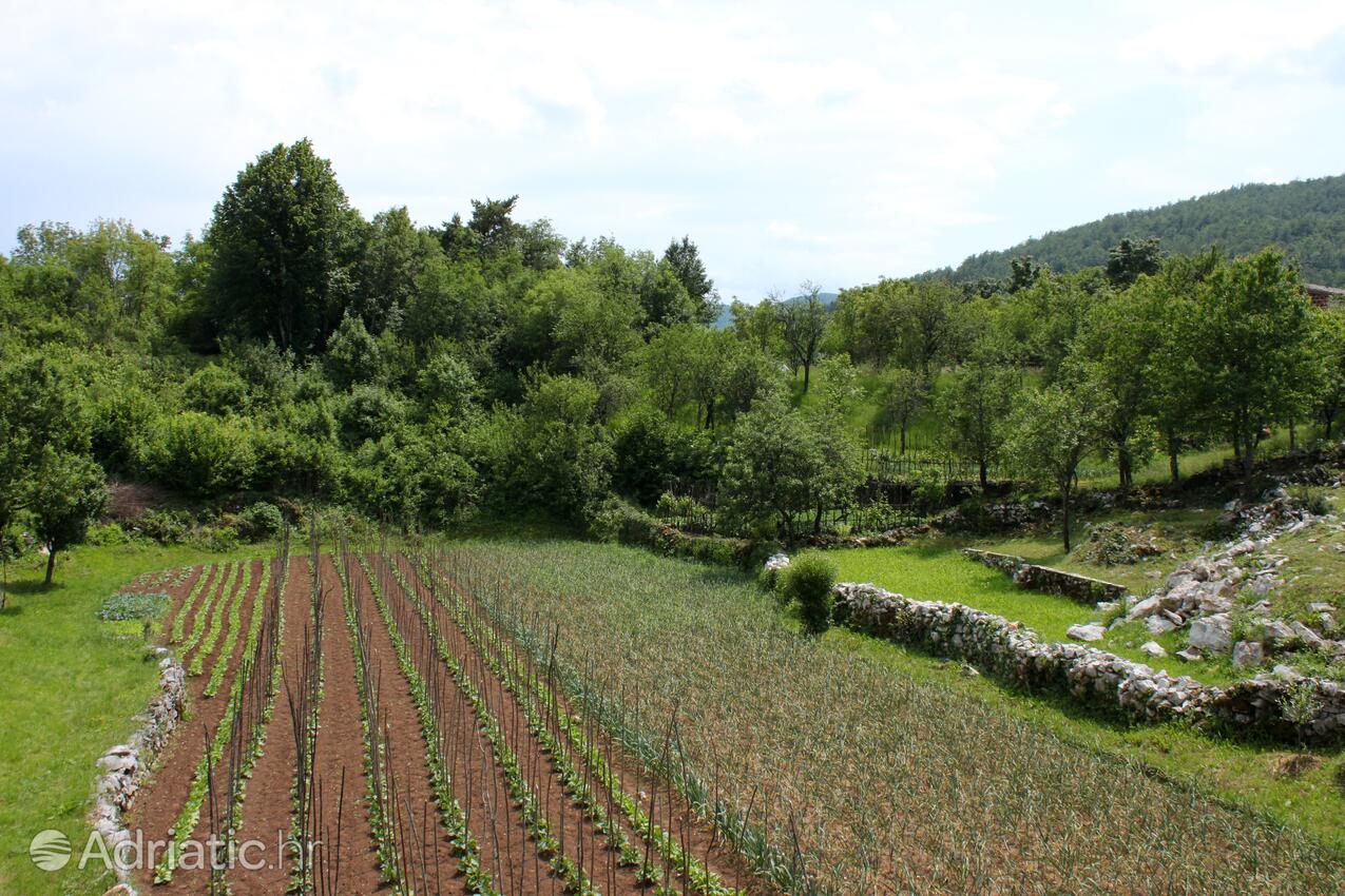 Veli Brgud dans la côte Opatija (Kvarner)