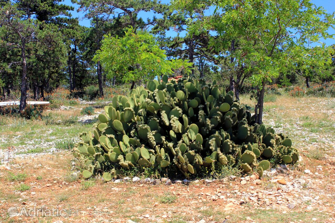 Ustrine op de route Cres (Kvarner)