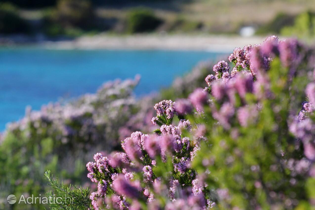 Zaglav en la isla Vis (Srednja Dalmacija)