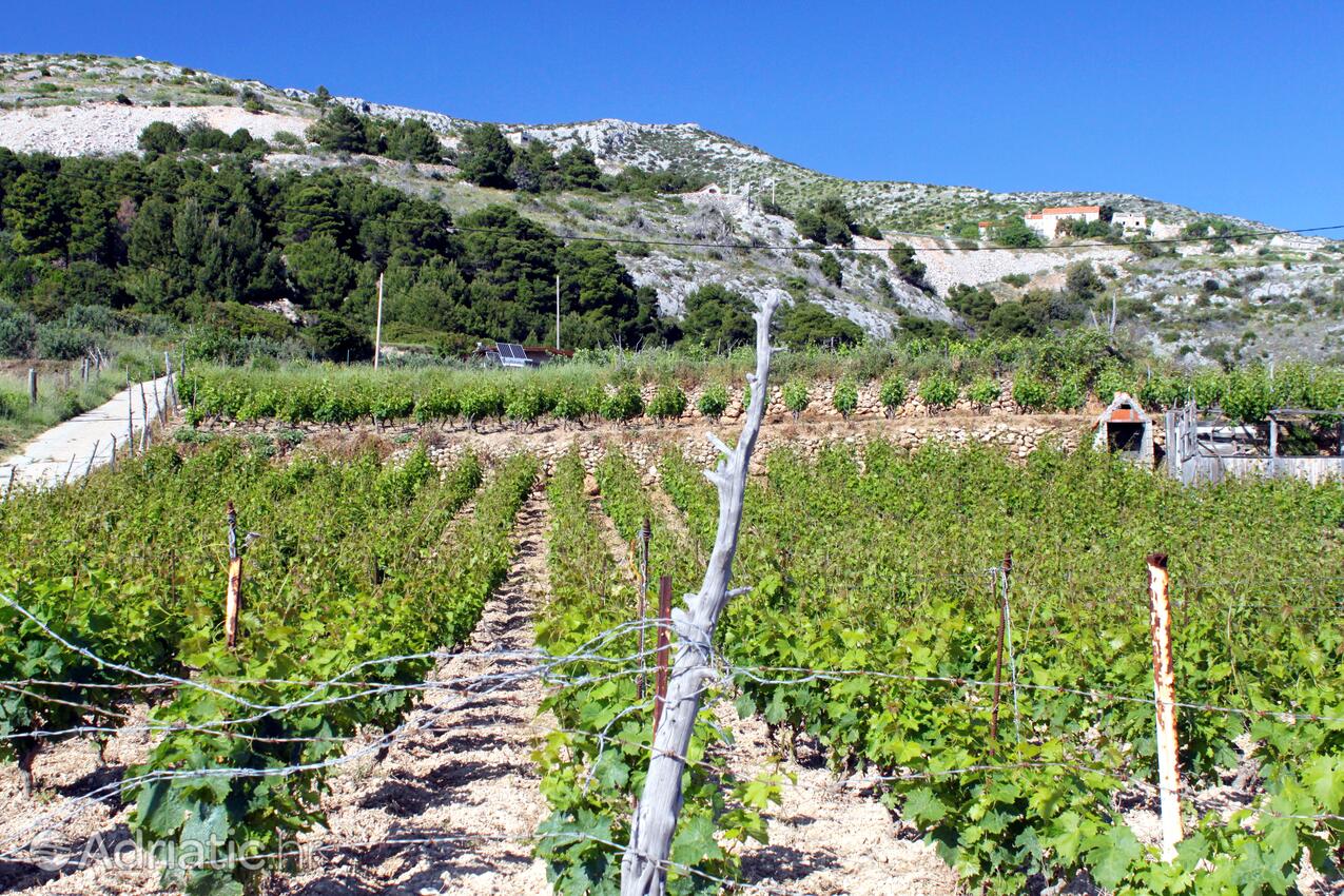 Zaraće (Dubovica) на острове Hvar (Srednja Dalmacija)