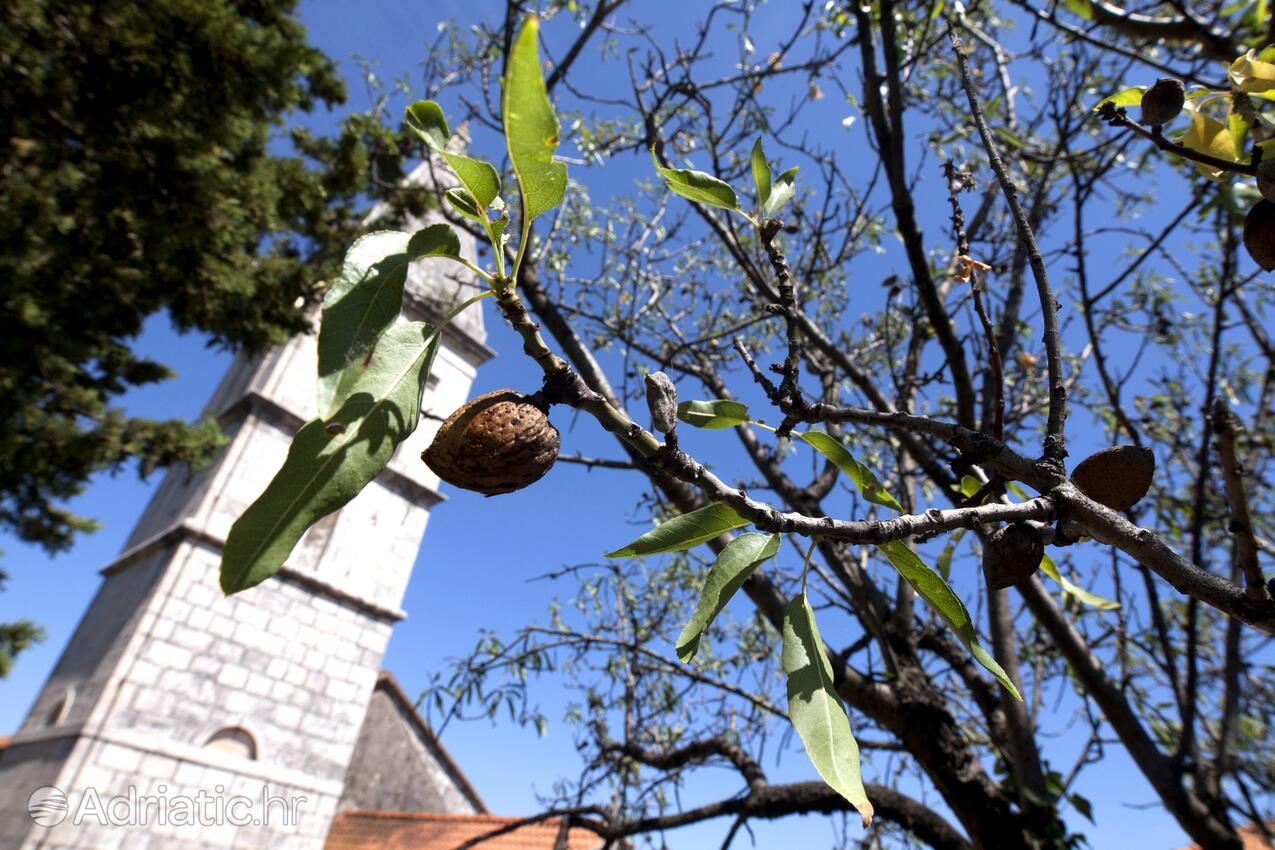 Dračevica en la isla Brač (Srednja Dalmacija)