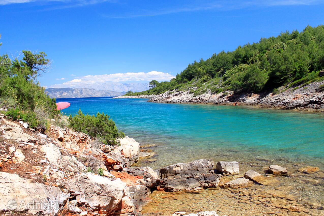 Rosohotnica sull'isola Hvar (Srednja Dalmacija)