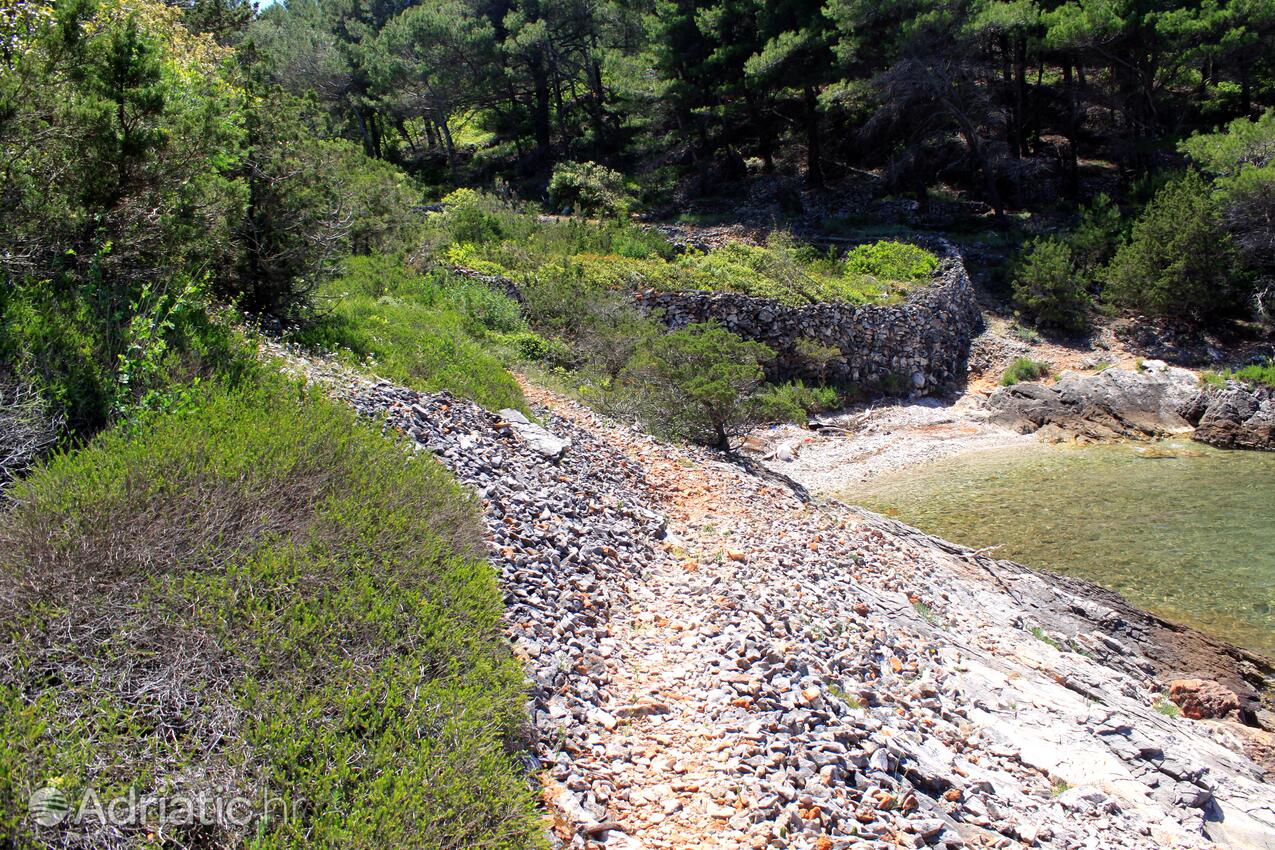 Rosohotnica on the island Hvar (Srednja Dalmacija)